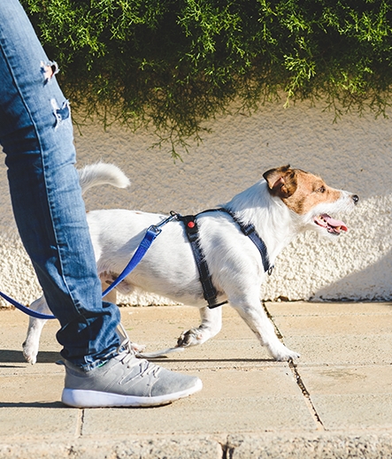 Dog walking