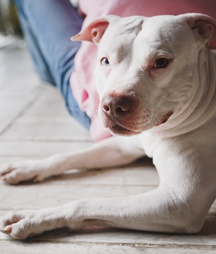 Dog