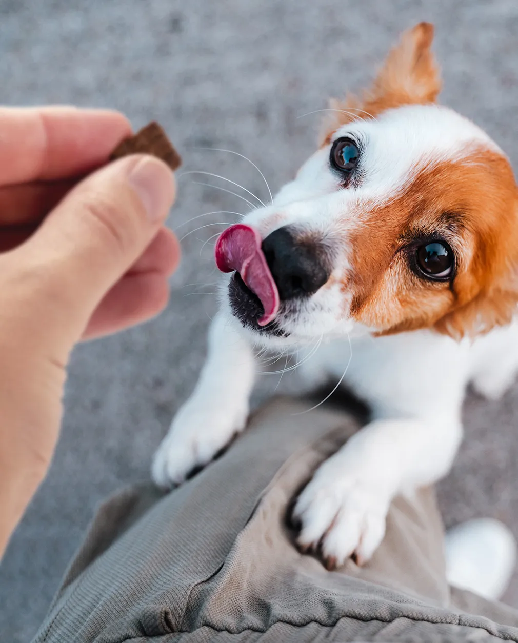 Dog looking at treat images