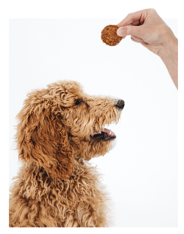 Image of dog getting fed treat