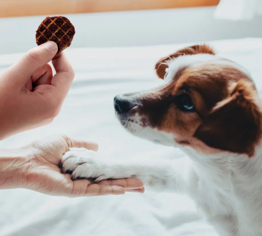 image of dog with treat