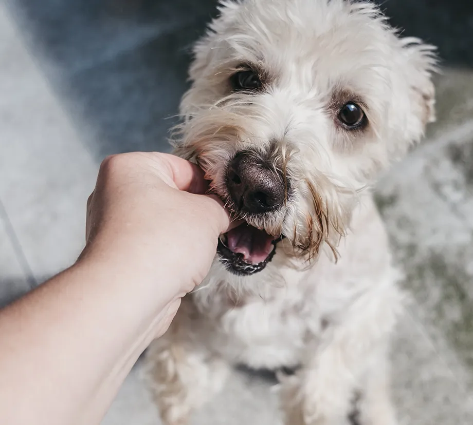 Image of dog getting fed treat