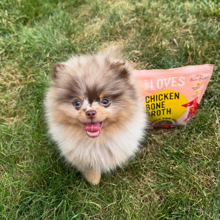 puppy dog with image of tiny loves