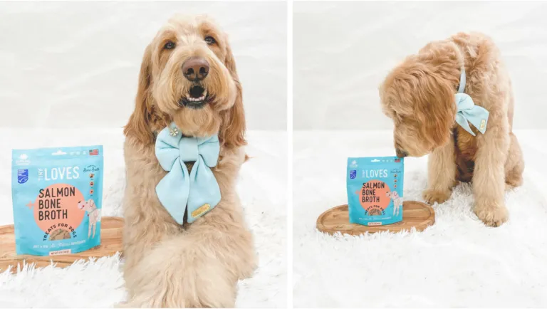 image of teddy the dog with new tiny loves salmon