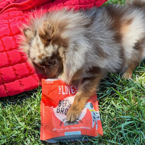 image of coco dog on grass with tiny loves