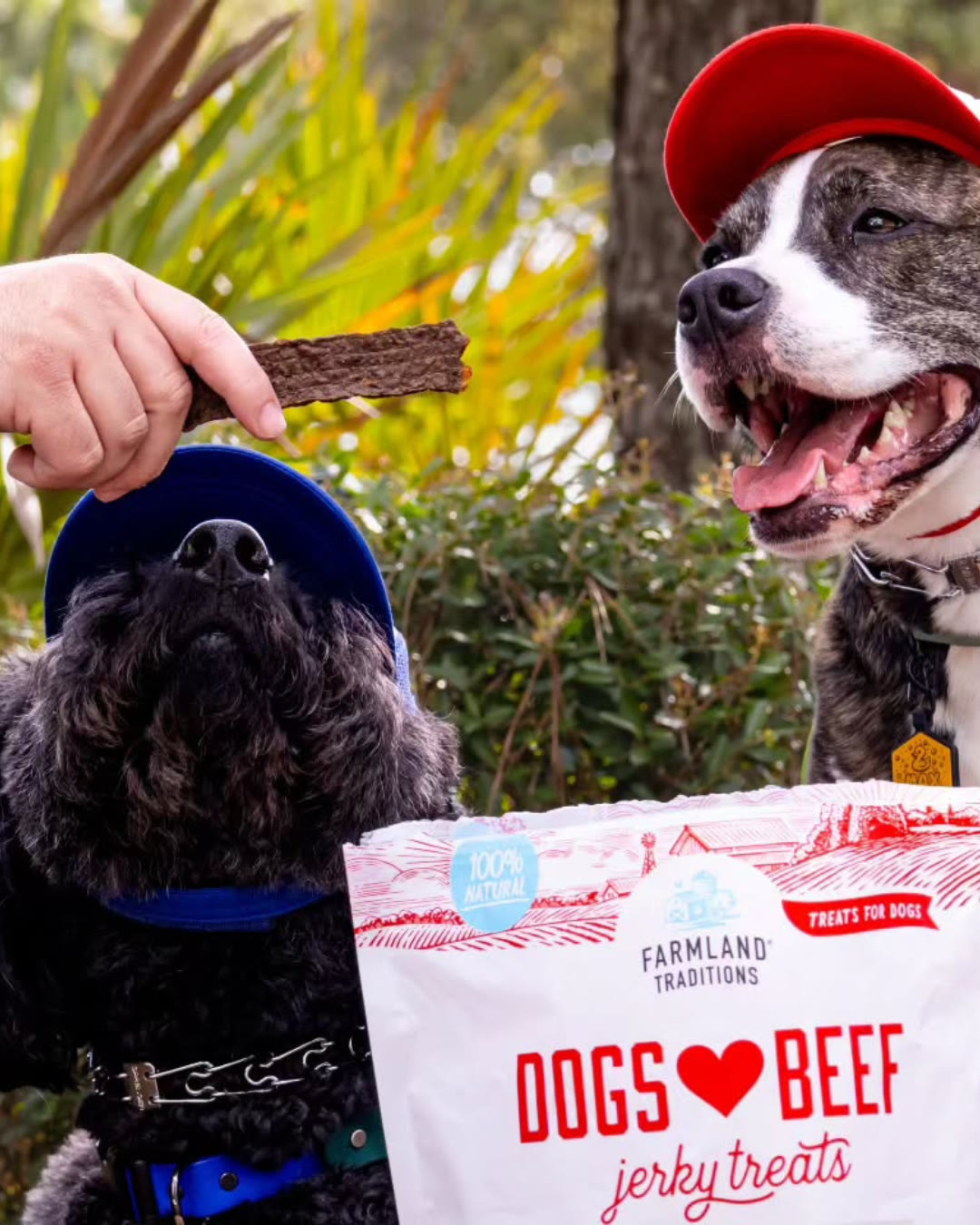 Two dogs with a bag of Dogs ♥ Beef jerky treats
