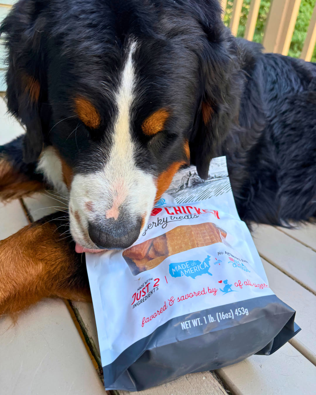 Bernese Mountain Dog with a bag of Dogs ♥ Chicken jerky treats