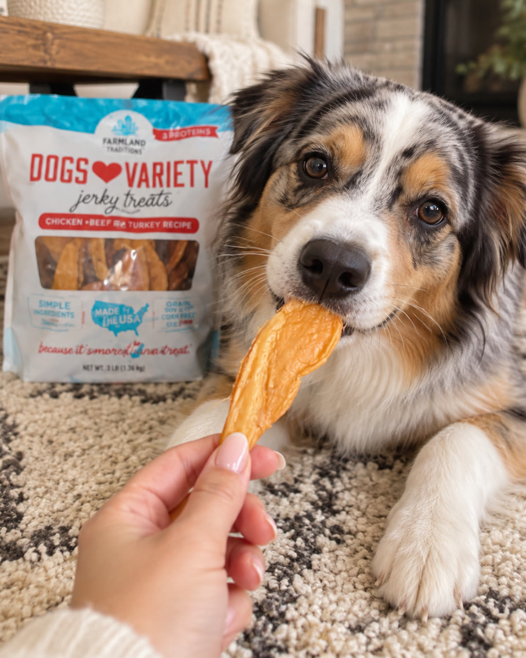 Australian Shepherd taking a Dogs ♥ Variety jerky strip