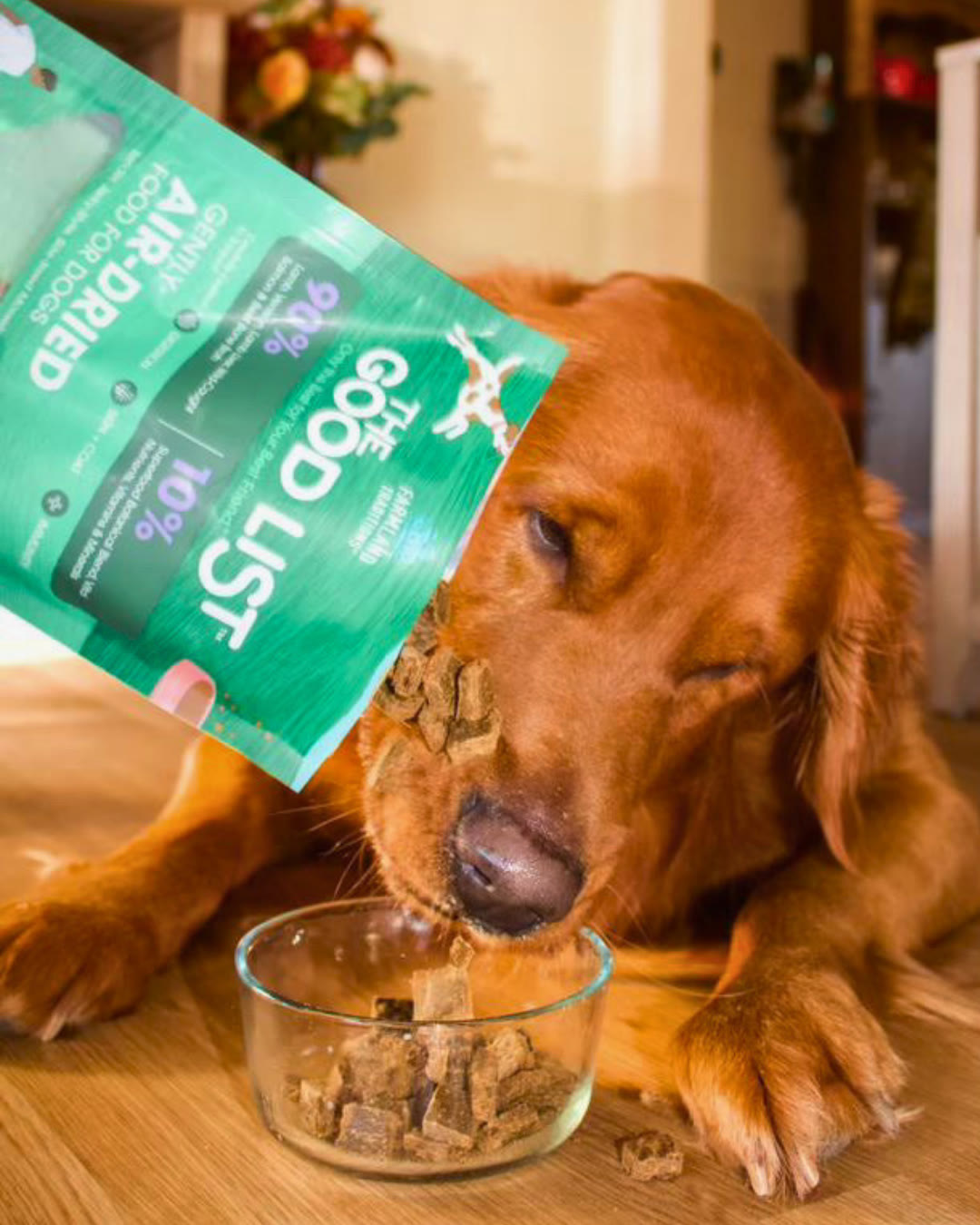 Golden Retriever eating The Good List lamb and venison air-dried food