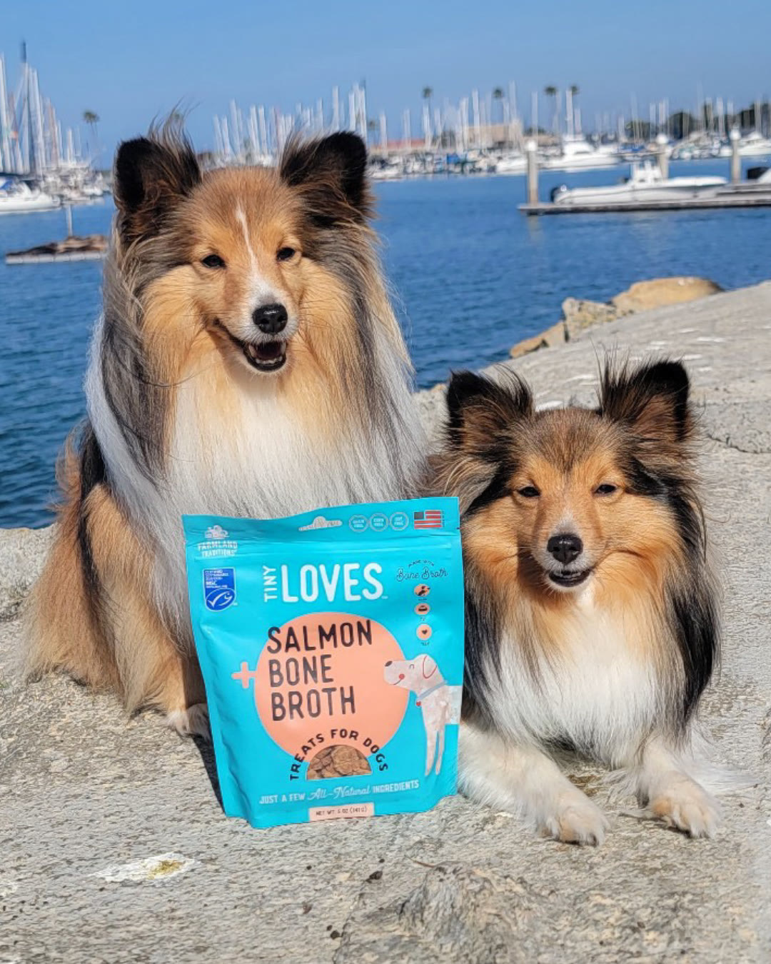 Two Shetland Sheepdogs with Tiny Loves Salmon + Bone Broth treats