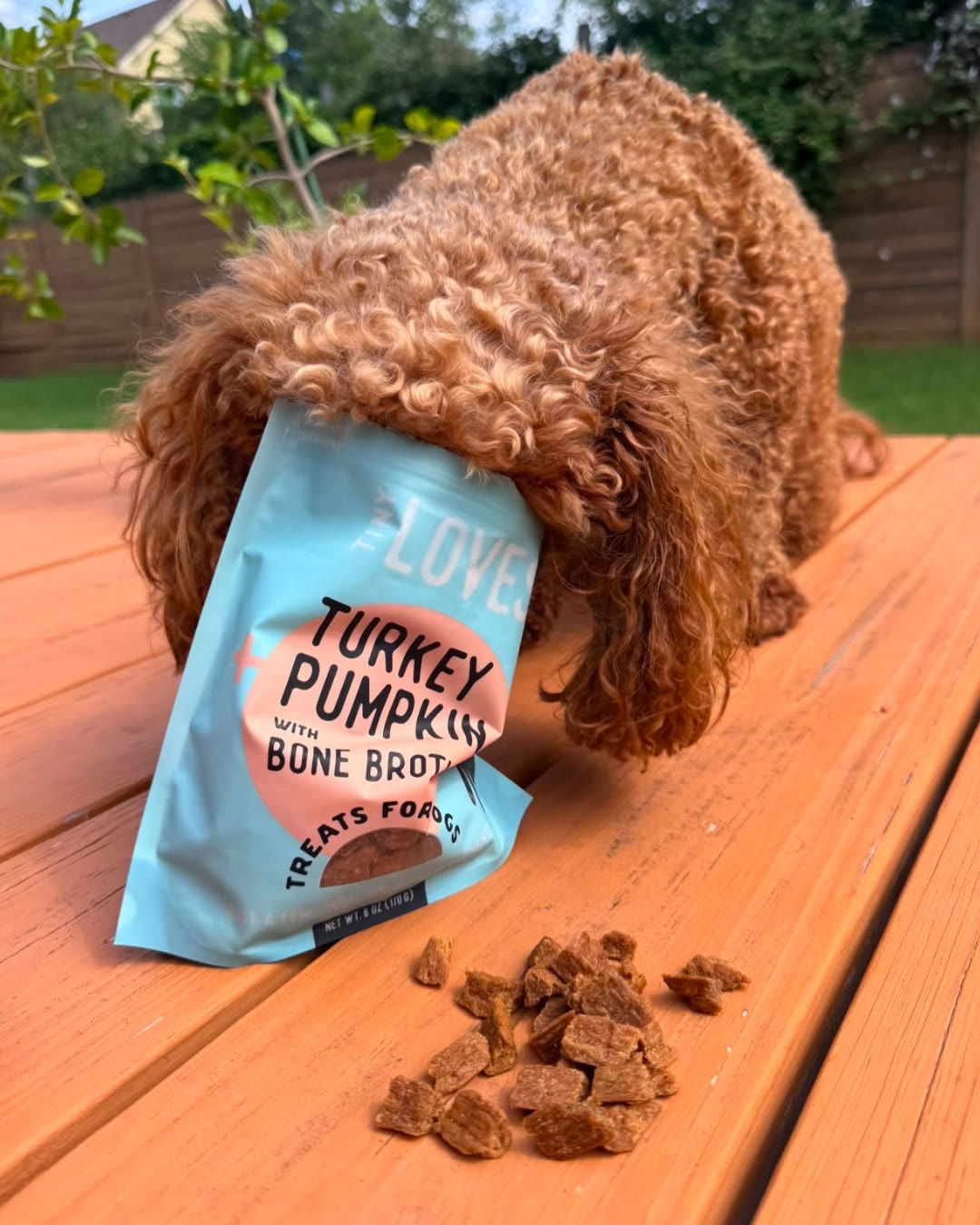 Poodle with a bag of Tiny Loves Turkey Pumpkin with Bone Broth treats