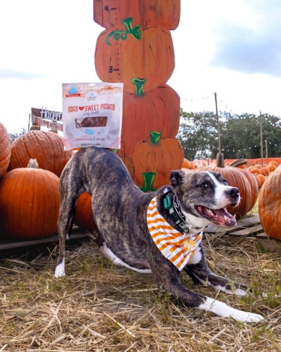 Dogs Love Sweet Potato